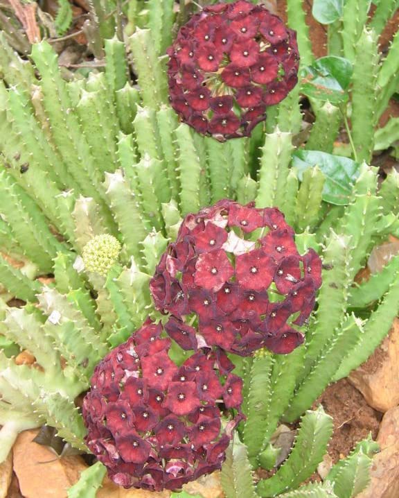 Caralluma umbellata Live Plant | Collector Choice Plant Live | Excotic Rare Plant | Succulent Plant | 1 Healthy Live Plant with Pot