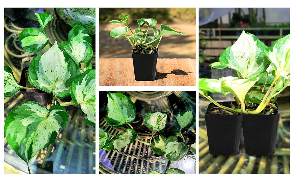 Manjula Pothos / Manjula Money Plant | Decor Hanging Plant for Indoor and Garden | Variegated Money Plant | 1 Healthy Live Plant with Pot