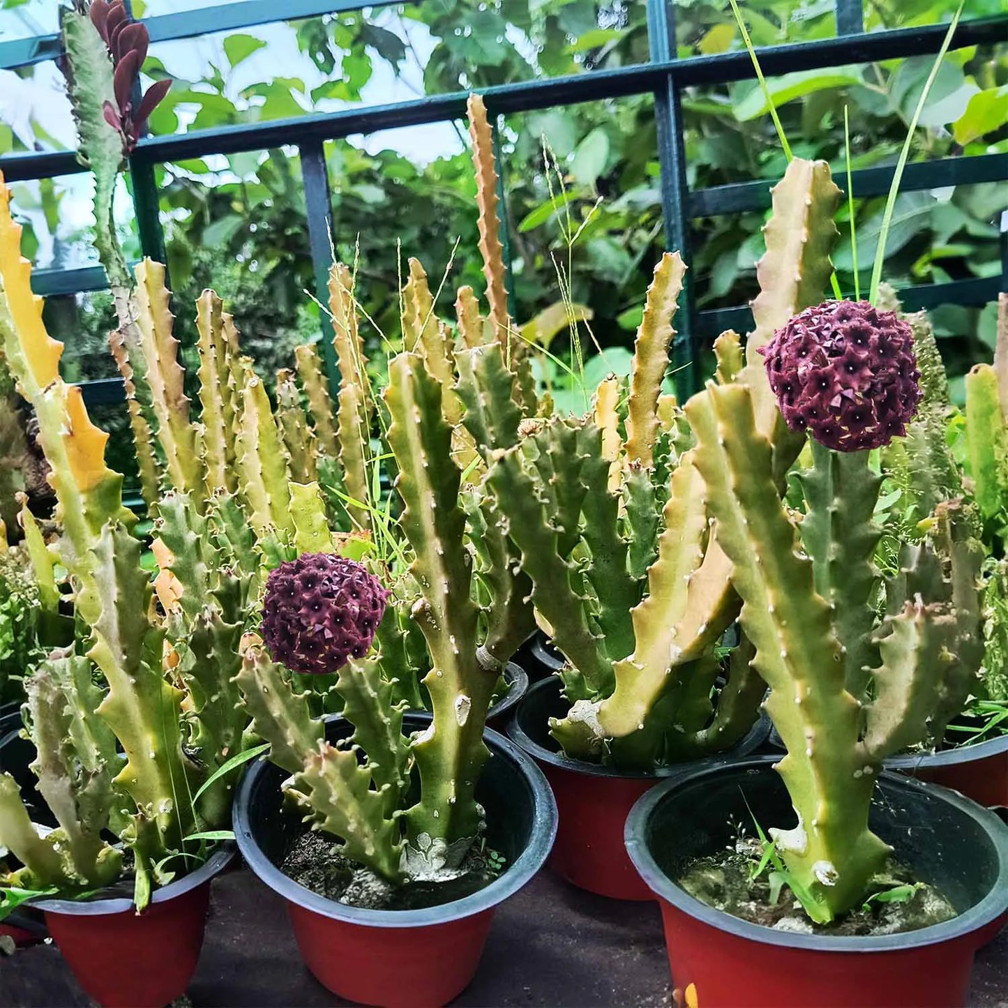 Caralluma umbellata Live Plant | Collector Choice Plant Live | Excotic Rare Plant | Succulent Plant | 1 Healthy Live Plant with Pot