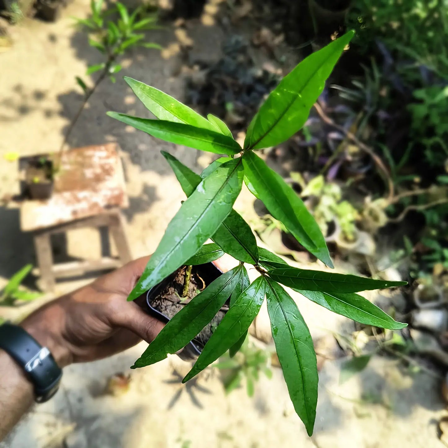 Rare Willow-leaved Justicia | Vaathamkolli Justicia gendarussa | Medicinal Plant With Pot |