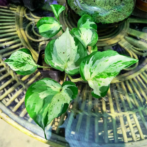 Manjula Pothos / Manjula Money Plant | Decor Hanging Plant for Indoor and Garden | Variegated Money Plant | 1 Healthy Live Plant with Pot