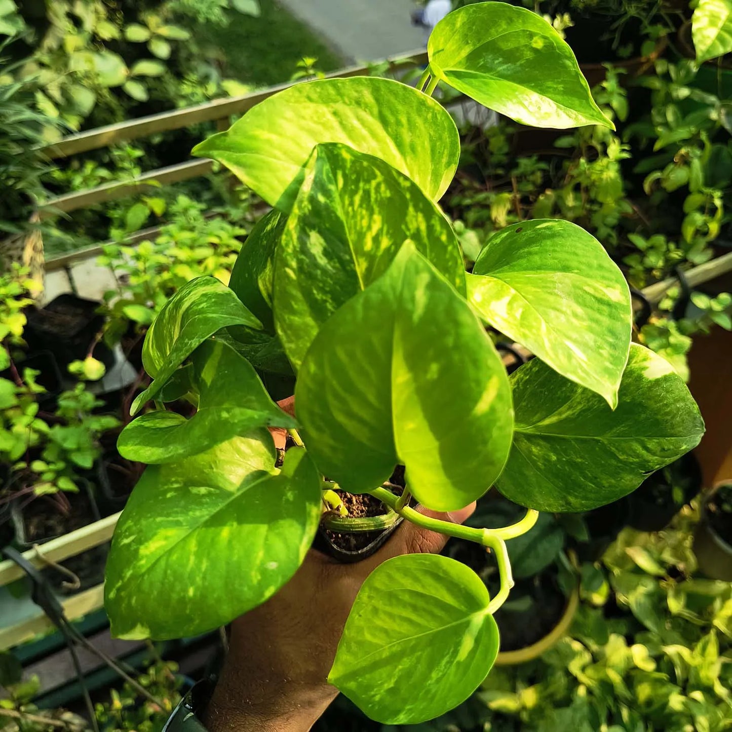 Green Money Plant (Epipremnum aureum) | Hanging Plant | Decor Plant for Indoor and Garden | Luck Bringing Table Plant | 1 Healthy Live Plant with Pot
