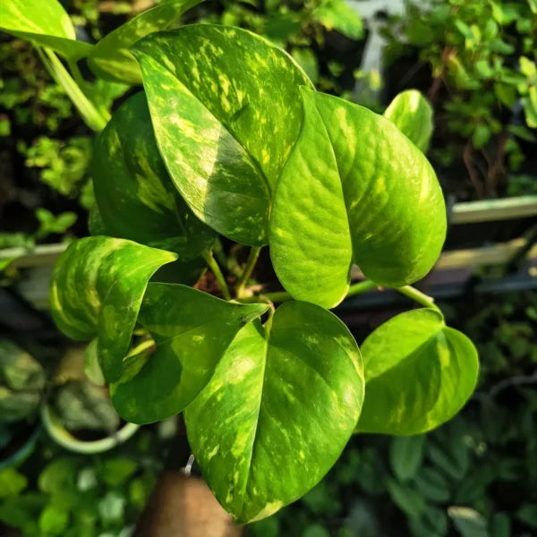 Green Money Plant (Epipremnum aureum) | Hanging Plant | Decor Plant for Indoor and Garden | Luck Bringing Table Plant | 1 Healthy Live Plant with Pot