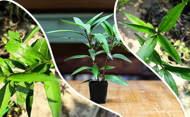 Rare Willow-leaved Justicia | Vaathamkolli Justicia gendarussa | Medicinal Plant With Pot |