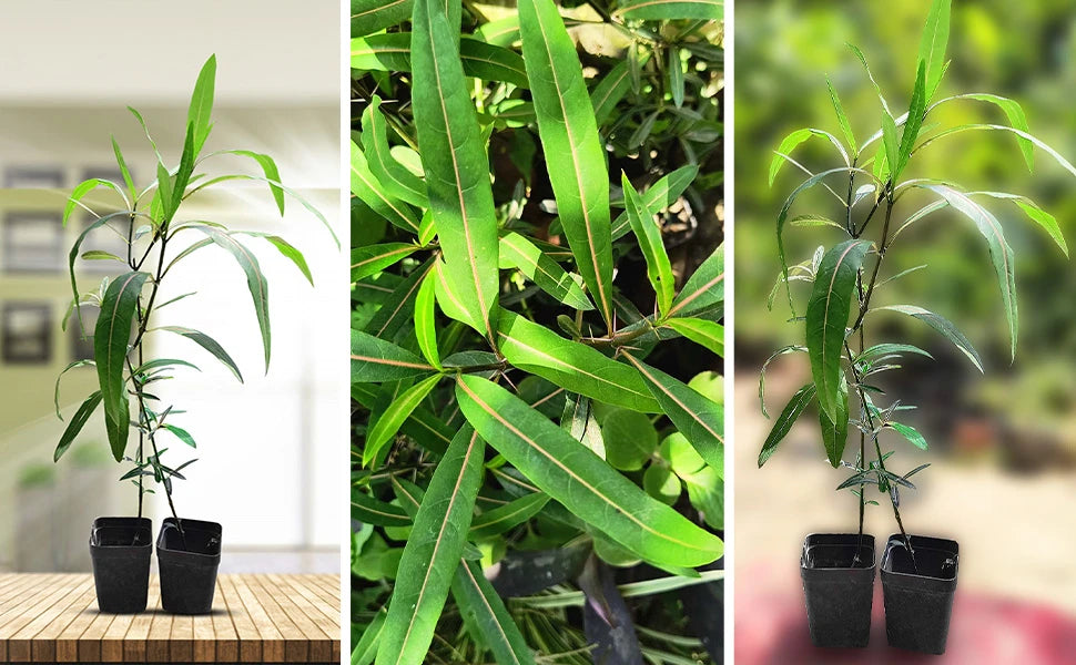 Hophead Plant, Hop-Headed Barleria, Hophead Philippine Violet, Snake Bush, Kanta Bishalyakarani, Ayurvedic Medicinal Plant with Pot