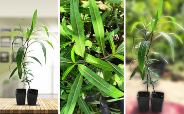 Hophead Plant, Hop-Headed Barleria, Hophead Philippine Violet, Snake Bush, Kanta Bishalyakarani, Ayurvedic Medicinal Plant with Pot