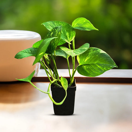 Green Money Plant (Epipremnum aureum) | Hanging Plant | Decor Plant for Indoor and Garden | Luck Bringing Table Plant | 1 Healthy Live Plant with Pot