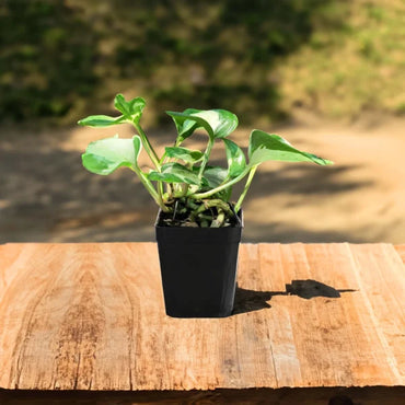 Manjula Pothos / Manjula Money Plant | Decor Hanging Plant for Indoor and Garden | Variegated Money Plant | 1 Healthy Live Plant with Pot