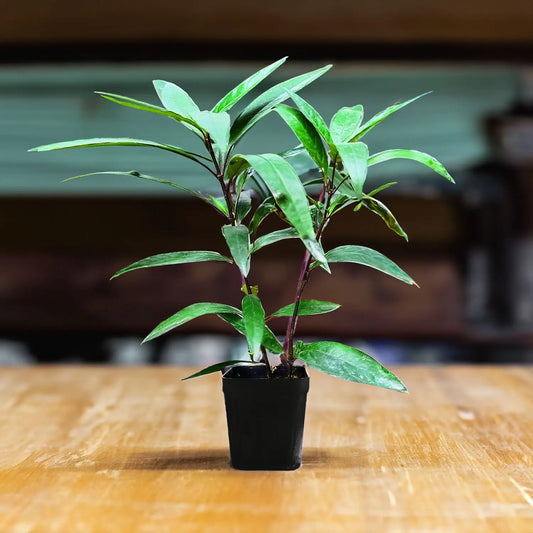 Rare Willow-leaved Justicia | Vaathamkolli Justicia gendarussa | Medicinal Plant With Pot |