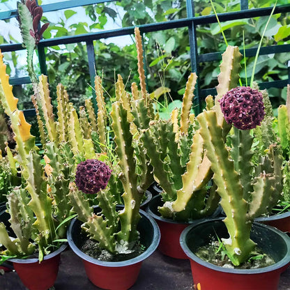 Caralluma umbellata Live Plant | Collector Choice Plant Live | Excotic Rare Plant | Succulent Plant | 1 Healthy Live Plant with Pot