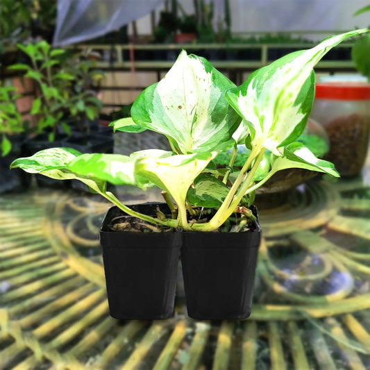 Manjula Pothos / Manjula Money Plant | Decor Hanging Plant for Indoor and Garden | Variegated Money Plant | 1 Healthy Live Plant with Pot
