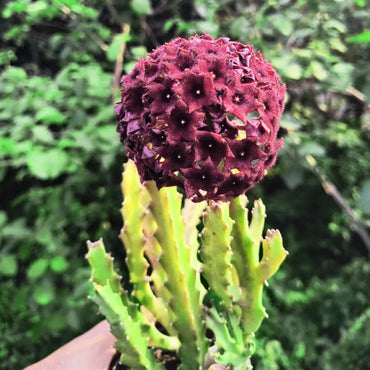 Caralluma umbellata Live Plant | Collector Choice Plant Live | Excotic Rare Plant | Succulent Plant | 1 Healthy Live Plant with Pot