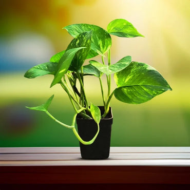 Green Money Plant (Epipremnum aureum) | Hanging Plant | Decor Plant for Indoor and Garden | Luck Bringing Table Plant | 1 Healthy Live Plant with Pot
